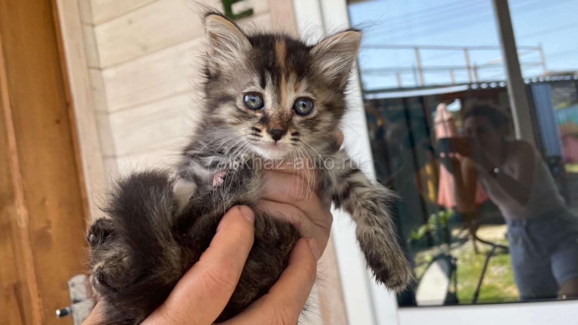 Отдаём в добрые руки котёнок
